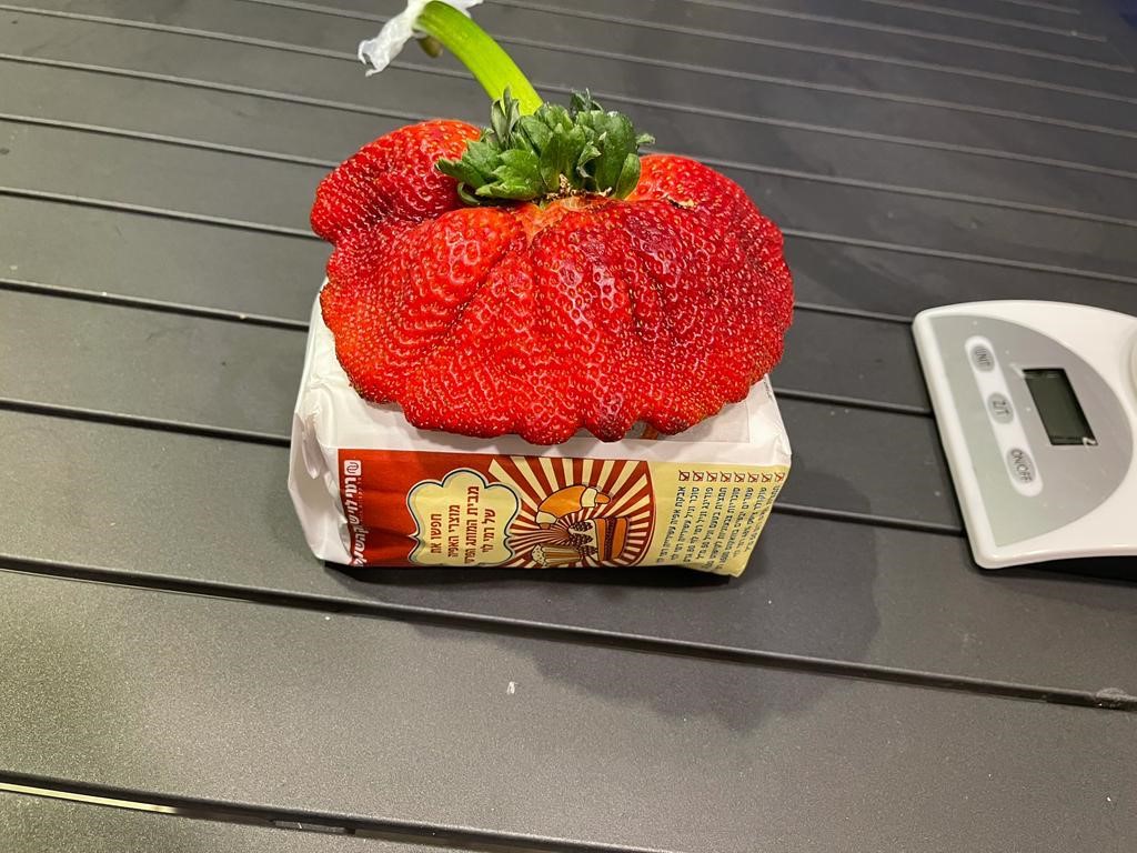 The world's largest strawberry, grown using Haifa Group's nutritional